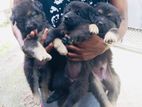 German Shepherd Longcoat Puppies