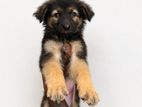German Shepherd Longcoat Puppies