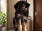 German Shepherd Long Coat Puppies