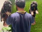 German Shepherd Long Coat Puppies