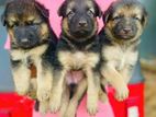 German Shepherd Longcoat Puppies