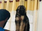 German Shepherd Longcoat Puppies