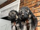German Shepherd Longcoat Puppies