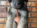 German Shepherd Longcoat Puppies