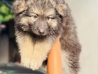 German Shepherd Long Coat Puppies