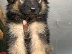 German Shepherd Longcoat puppies