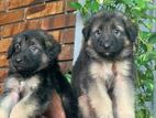 German Shepherd Longcoat Puppies