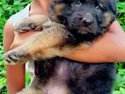 German Shepherd Longcoat Puppies