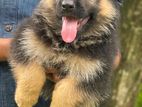 German Shepherd Long Coat Puppies