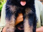 German Shepherd Long Coat Puppies