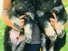 German shepherd longcoat puppies