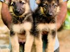 German Shepherd Longcoat Puppies