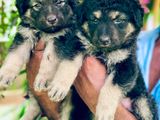 German Shepherd Longcoat Puppies