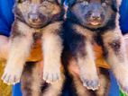 German shepherd longcoat puppies