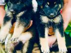 German Shepherd Longcoat Puppies