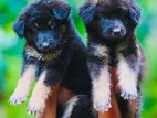 German Shepherd Longcoat Puppies