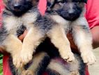 German Shepherd Longcoat Puppies