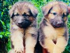 German Shepherd Longcoat Puppies