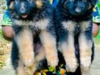 German Shepherd Longcoat Puppies