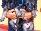 German Shepherd Longcoat Puppies