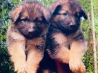 German Shepherd Longcoat Puppies