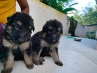 German Shepherd Long Coat Puppies