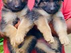 German Shepherd Longcot Puppies