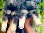 German Shepherd Long Coat Puppies