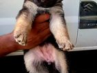 German Shepherd Puppies