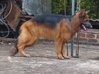 German Shepherd Long Coat for Crossing