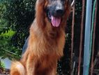 German Shepherd Long Coat Crossing