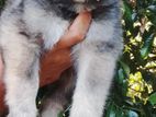 German shepherd lonkot