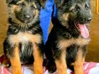 German Shepherd Lonkot