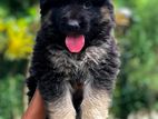 German Shepherd Puppy
