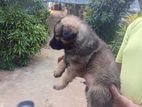 German Shepherd Lord Coat