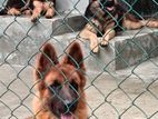 German Shepherd Male/ Female