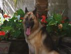 German Shepherd Male Dog