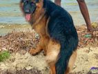 German Shepherd Male Crossing