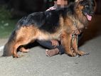German Shepherd Male Crossing