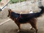 German Shepherd Male Crossing