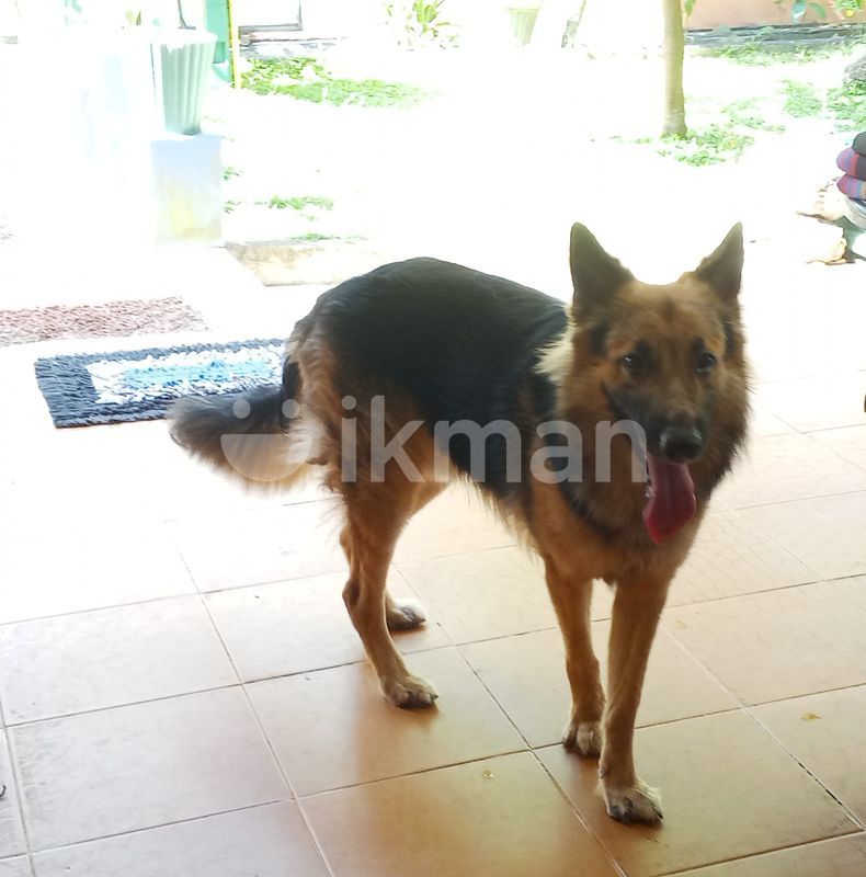 German Shepherd Male Dog for Sale in Katunayake ikman