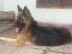 German Shepherd Male Dog for Crossing