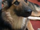 German Shepherd Male Dog for Cross