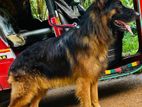 German Shepherd Male Dog for Crossing