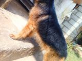 German Shepherd Male Dog for Crossing