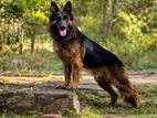 German Shepherd Male Dog for Crossing