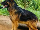 German Shepherd Male Dog for Crossing
