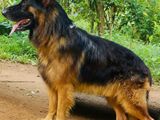 German Shepherd Male Dog for Crossing