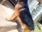 German Shepherd Male Dog for Crossing