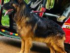 German Shepherd Male Dog for Crossing
